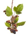 Bank Vole (Clethrionomys Glareolus) Feeding On Blackberries, Worcestershire, England-Tim Hunt-Stretched Canvas