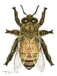 Drone Honey Bee-Tim Knepp-Giclee Print