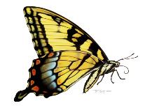 Tiger Swallowtail Butterfly-Tim Knepp-Giclee Print