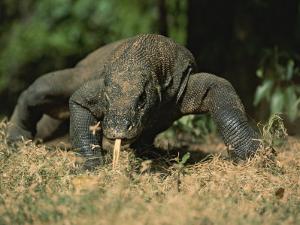 a komodo dragon sensing the air with its tongue as it prowlstim laman