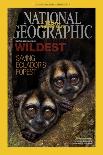 Cover of the January, 2013 National Geographic Magazine-Tim Laman-Photographic Print