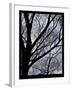 Chelsea White