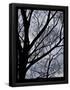 Essential Black