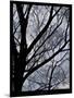 Wood Mount