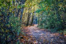 Fall Colours-Tim Oldford-Mounted Photographic Print