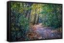 Canvas Black