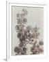 Gramercy White
