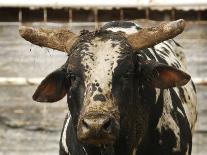 Championship Bulls at the Mequite Rodeo Ranch-Tim Sharp-Laminated Premium Photographic Print