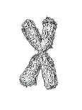 Chromosome-Tim Vernon-Laminated Photographic Print