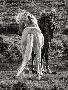 Laminate