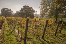 Vineyard, Chapel Down Winery, near Tenterden, Kent, England, United Kingdom, Europe-Tim Winter-Photographic Print