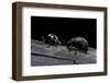 Timarcha Tenebricosa (Bloody-Nosed Beetle, Blood Spewing Beetle)-Paul Starosta-Framed Photographic Print