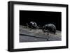 Timarcha Tenebricosa (Bloody-Nosed Beetle, Blood Spewing Beetle)-Paul Starosta-Framed Photographic Print