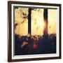 Timber Dawn-David Keochkerian-Framed Art Print