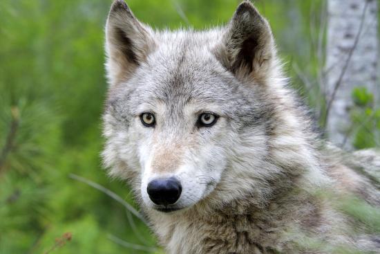 'Timber Grey Wolf' Photographic Print | AllPosters.com