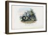 Timber Rattlesnake, 1863-79-Raimundo Petraroja-Framed Giclee Print