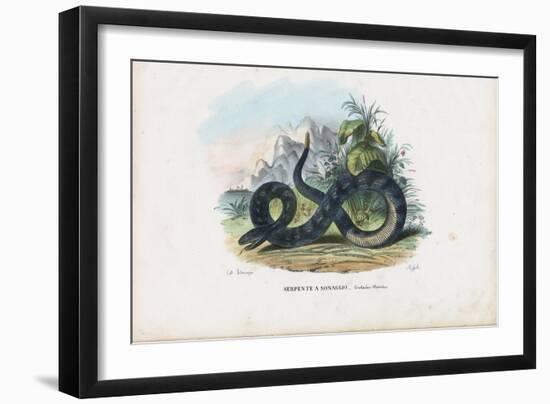Timber Rattlesnake, 1863-79-Raimundo Petraroja-Framed Giclee Print