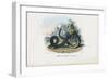 Timber Rattlesnake, 1863-79-Raimundo Petraroja-Framed Giclee Print