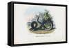 Timber Rattlesnake, 1863-79-Raimundo Petraroja-Framed Stretched Canvas