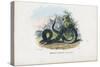Timber Rattlesnake, 1863-79-Raimundo Petraroja-Stretched Canvas