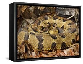 Timber Rattlesnake-null-Framed Stretched Canvas