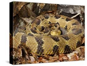 Timber Rattlesnake-null-Stretched Canvas