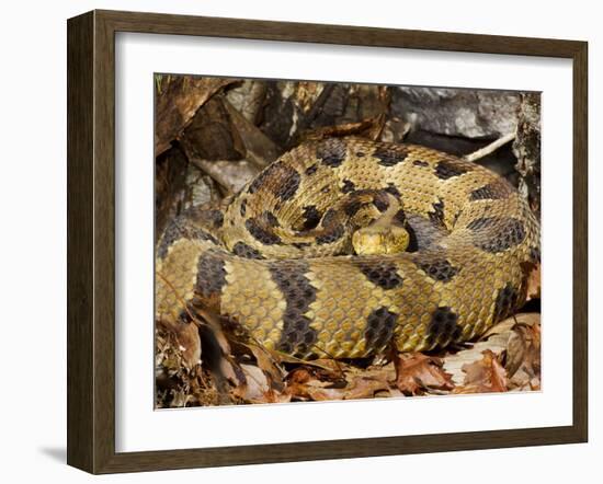 Timber Rattlesnake-null-Framed Photographic Print