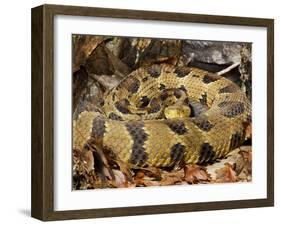 Timber Rattlesnake-null-Framed Photographic Print