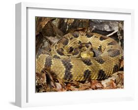 Timber Rattlesnake-null-Framed Photographic Print