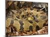 Timber Rattlesnake-null-Mounted Photographic Print