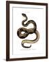 Timber Rattlesnake-null-Framed Giclee Print