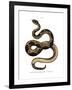 Timber Rattlesnake-null-Framed Giclee Print
