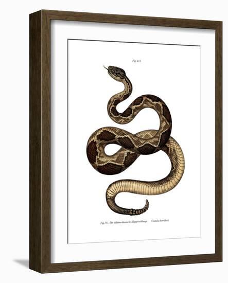 Timber Rattlesnake-null-Framed Giclee Print