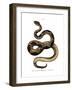 Timber Rattlesnake-null-Framed Giclee Print