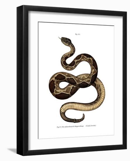 Timber Rattlesnake-null-Framed Giclee Print