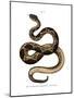 Timber Rattlesnake-null-Mounted Giclee Print