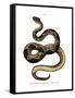 Timber Rattlesnake-null-Framed Stretched Canvas