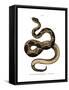 Timber Rattlesnake-null-Framed Stretched Canvas