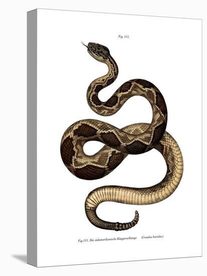 Timber Rattlesnake-null-Stretched Canvas
