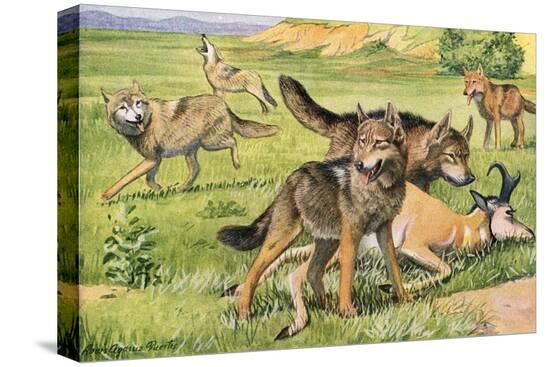 Stretched Canvas Print, , large