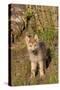 Timber Wolf (Canis lupus) eight-week old cub, standing, Montana, USA-Jurgen & Christine Sohns-Stretched Canvas