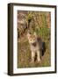 Timber Wolf (Canis lupus) eight-week old cub, standing, Montana, USA-Jurgen & Christine Sohns-Framed Photographic Print