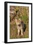 Timber Wolf (Canis lupus) eight-week old cub, standing, Montana, USA-Jurgen & Christine Sohns-Framed Photographic Print