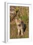 Timber Wolf (Canis lupus) eight-week old cub, standing, Montana, USA-Jurgen & Christine Sohns-Framed Photographic Print