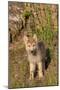 Timber Wolf (Canis lupus) eight-week old cub, standing, Montana, USA-Jurgen & Christine Sohns-Mounted Photographic Print