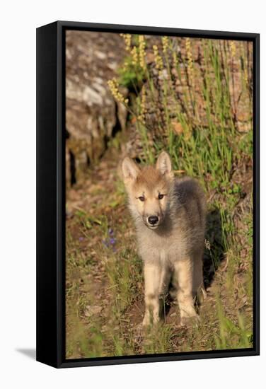 Timber Wolf (Canis lupus) eight-week old cub, standing, Montana, USA-Jurgen & Christine Sohns-Framed Stretched Canvas