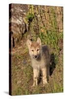 Timber Wolf (Canis lupus) eight-week old cub, standing, Montana, USA-Jurgen & Christine Sohns-Stretched Canvas
