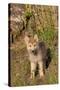 Timber Wolf (Canis lupus) eight-week old cub, standing, Montana, USA-Jurgen & Christine Sohns-Stretched Canvas