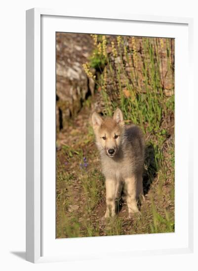 Timber Wolf (Canis lupus) eight-week old cub, standing, Montana, USA-Jurgen & Christine Sohns-Framed Photographic Print