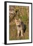 Timber Wolf (Canis lupus) eight-week old cub, standing, Montana, USA-Jurgen & Christine Sohns-Framed Photographic Print